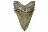 Serrated, Fossil Megalodon Tooth - South Carolina #324304-1